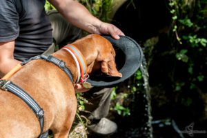 Hund trinkt aus dem Hut