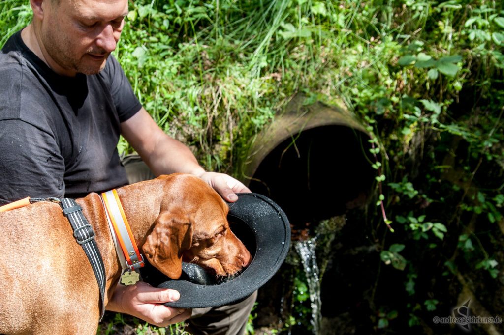 Hund trinkt aus dem Hut