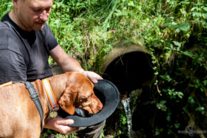 Hund trinkt aus dem Hut