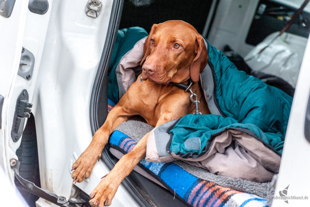 Der Hund (Kafka) im Freiheitsmobil