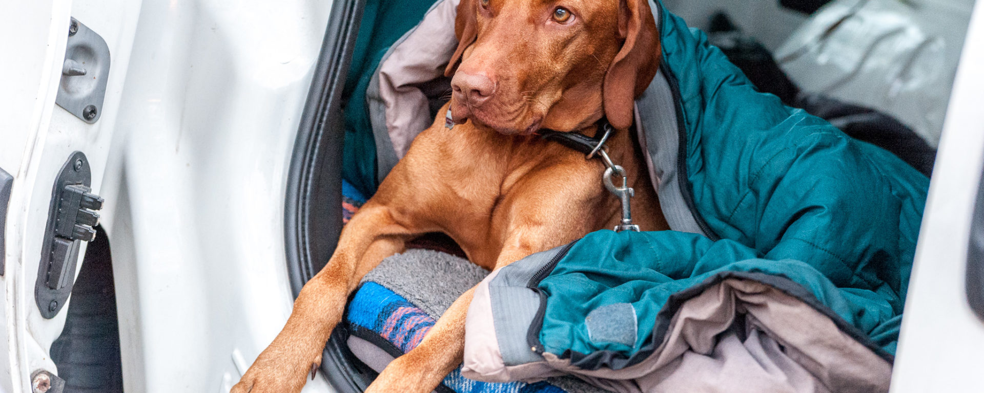 Der Hund (Kafka) im Freiheitsmobil