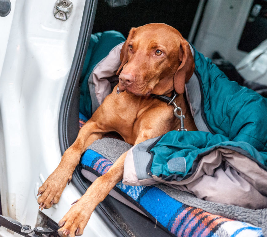 Der Hund (Kafka) im Freiheitsmobil